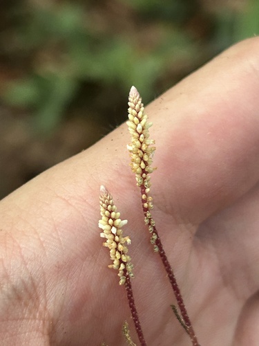 Epirixanthes elongata (Epirixanthes elongata)