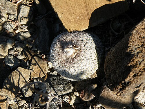 Pingpong-ball cactus: Estacion marte, Coahuila