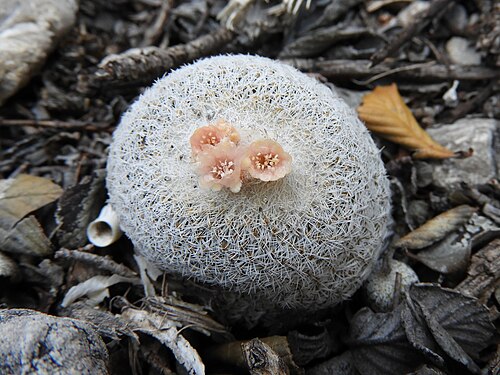 Pingpong-ball cactus: Epithelantha micromeris, Coahuila, MX, 2018-02-16 (iNaturalist).