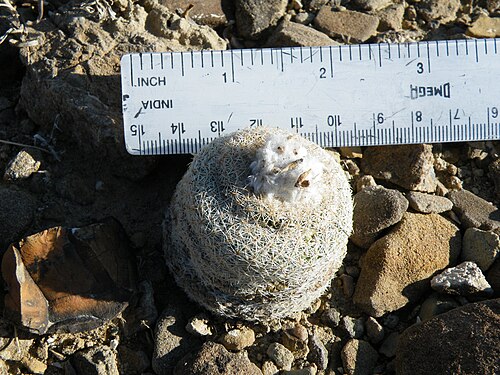 Pingpong-ball cactus: Estacion marte, Coahuila