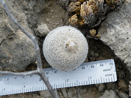 Pingpong-ball cactus: Position 18 North of Piedra Blanca
