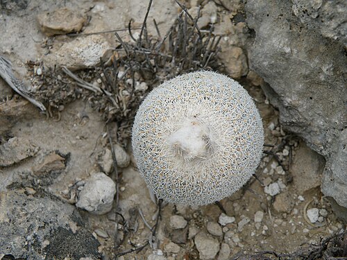 Pingpong-ball cactus: Position 18 North of Piedra Blanca
