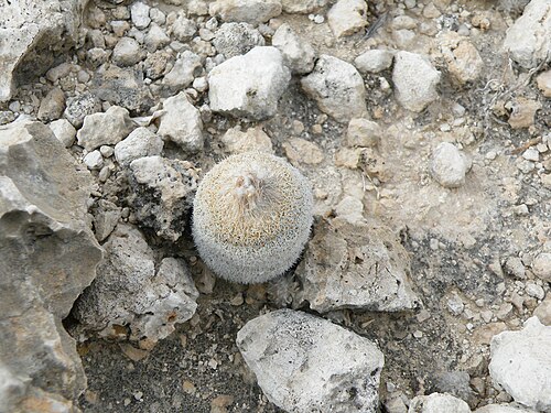 Pingpong-ball cactus: Position 18 North of Piedra Blanca