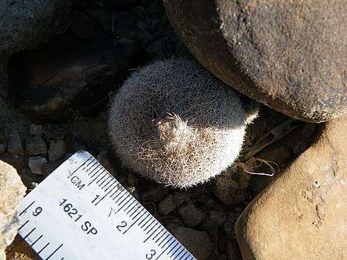 Pingpong-ball cactus: Epithelantha micromeris