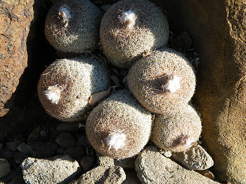 Pingpong-ball cactus: Estacion marte, Coahuila
