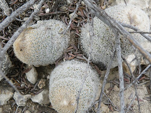 Pingpong-ball cactus: Position 18 North of Piedra Blanca