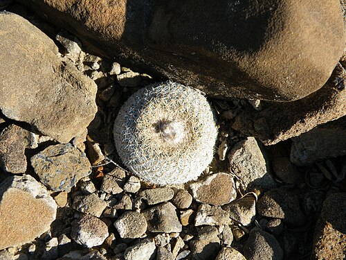 Pingpong-ball cactus: Estacion marte, Coahuila