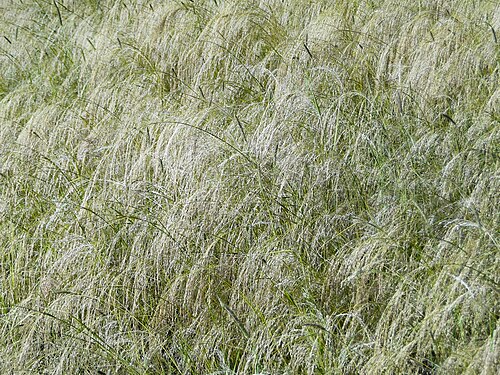 Teff: Tef in Ethiopia