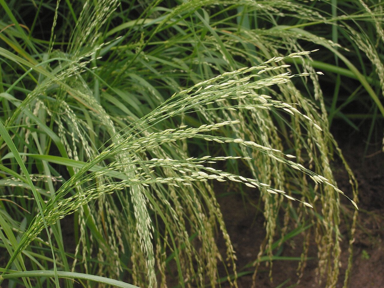 Teff: (nl: Teff pluim) Eragrostis tef; ((GFDL)) Eragrostis tef