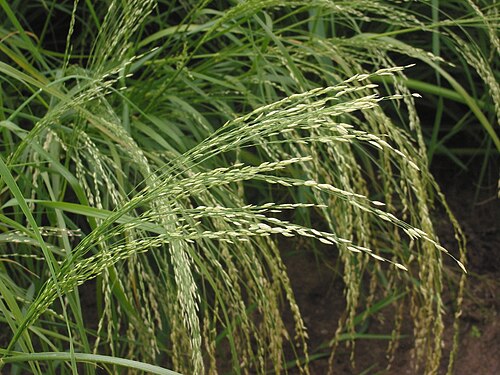Teff: (nl: Teff pluim) Eragrostis tef; ((GFDL)) Eragrostis tef