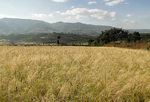 Teff: Tef field near Mojo, Ethiopia