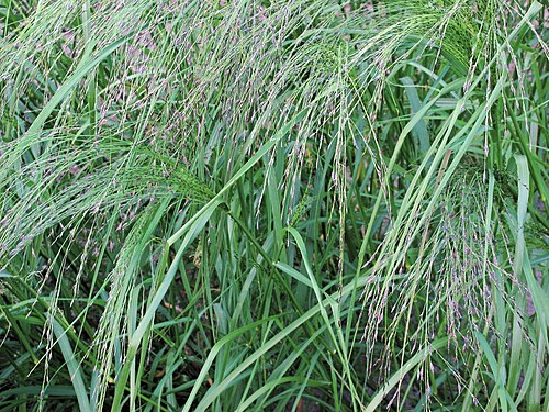 Teff: Eragrostis tef