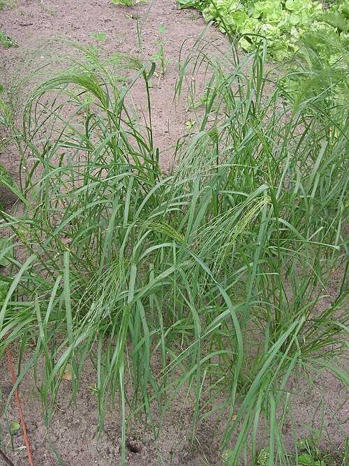 Teff: Eragrostis tef flowering (nl:Teff bloeiend).