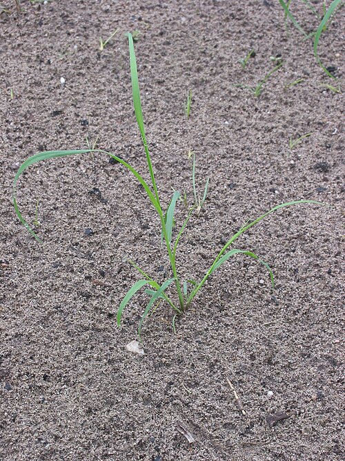 Teff: Eragrostis tef young plant