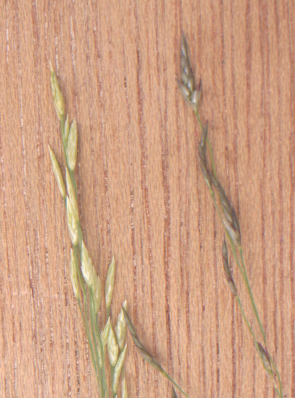 Teff: Eragrostis tef spiklets of different plants