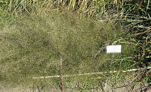 Teff: Botanical specimen in the Bergianska trädgården - Stockholm, Sweden.