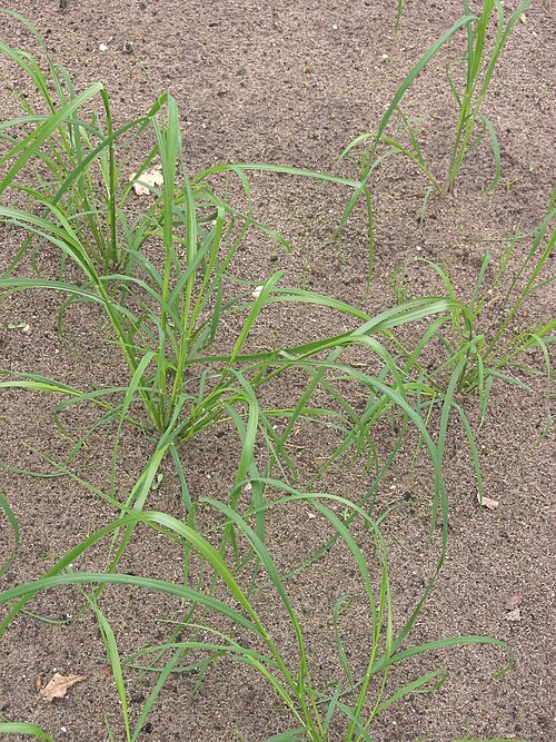 Teff: Eragrostis tef