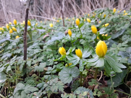 Winter aconite (Eranthis hyemalis)