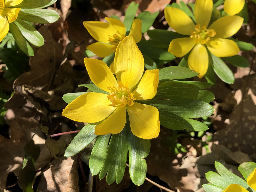 Winter aconite (Eranthis hyemalis)