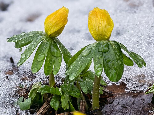 Winter aconite: Flower buds of Eranthis hyemalis in melting snow. Focus stack of 29 photos.