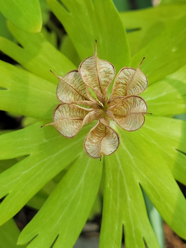 Winter aconite (Eranthis hyemalis)