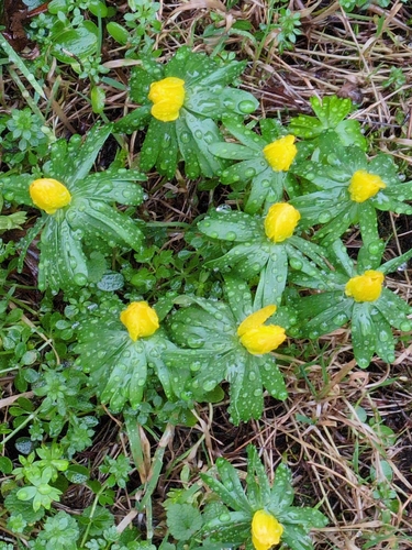 Winter aconite (Eranthis hyemalis)