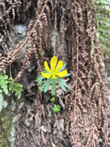 Winter aconite (Eranthis hyemalis)