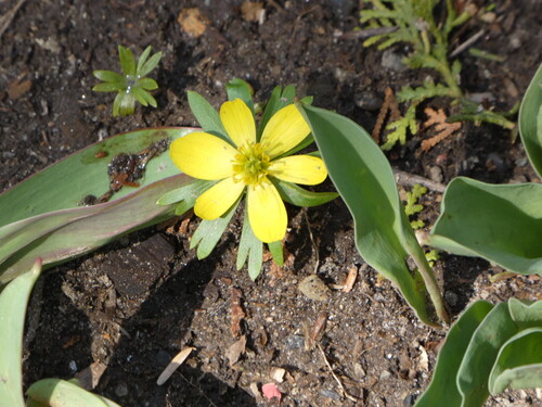 Winter aconite (Eranthis hyemalis)