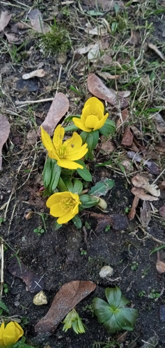 Winter aconite (Eranthis hyemalis)