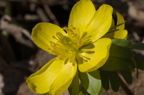 Winter aconite (Eranthis hyemalis)
