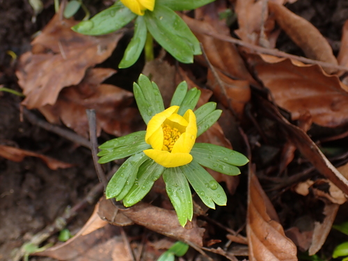 Winter aconite (Eranthis hyemalis)