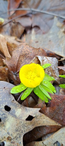 Winter aconite (Eranthis hyemalis)