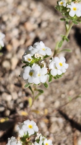 Eremocarya lepida (Eremocarya lepida)