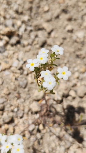 Eremocarya lepida (Eremocarya lepida)