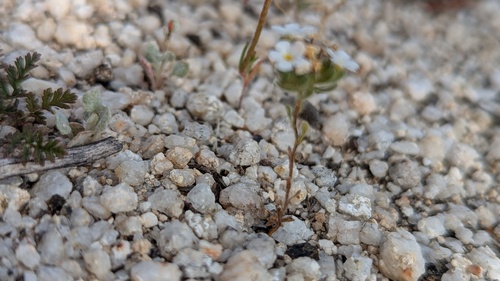 Eremocarya lepida (Eremocarya lepida)