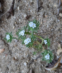 Eremocarya lepida (Eremocarya lepida)