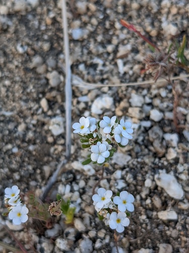 Eremocarya lepida (Eremocarya lepida)