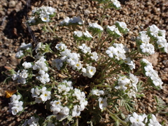 Eremocarya lepida (Eremocarya lepida)