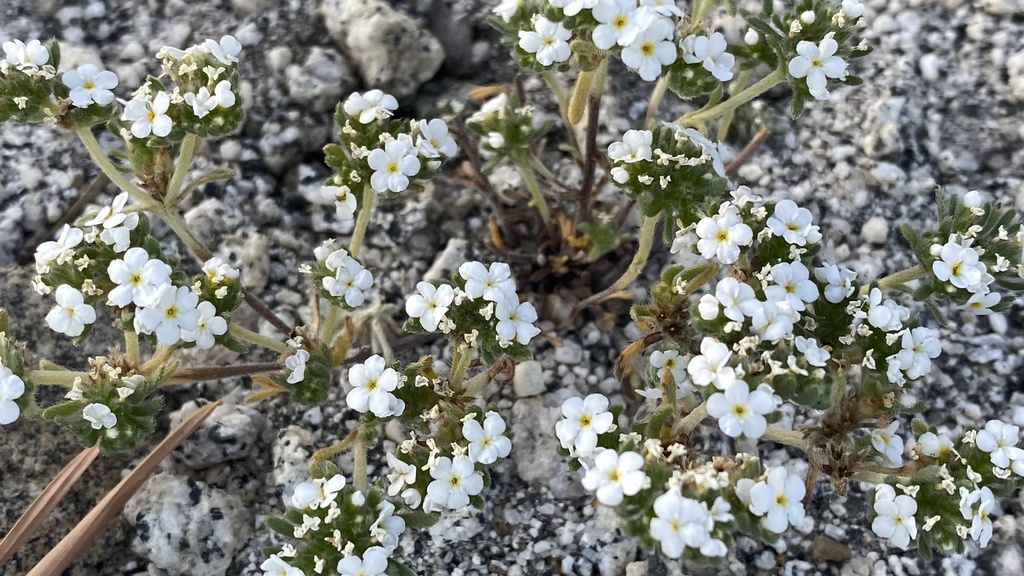 Eremocarya lepida (Eremocarya lepida)