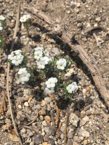 Eremocarya lepida (Eremocarya lepida)