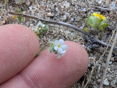 Eremocarya lepida (Eremocarya lepida)