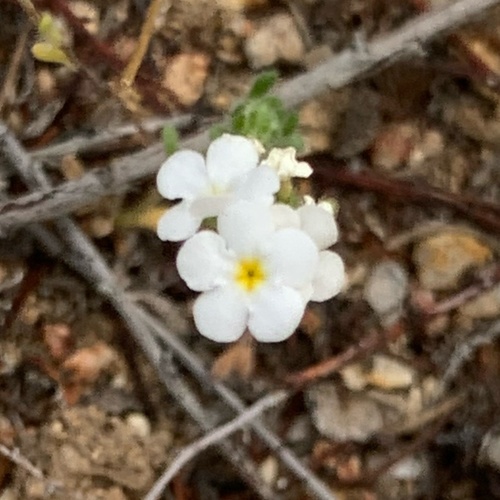 Eremocarya lepida (Eremocarya lepida)