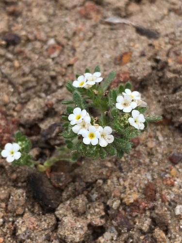Eremocarya lepida (Eremocarya lepida)