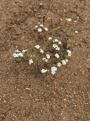 Eremocarya lepida (Eremocarya lepida)