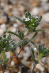 Redroot cryptantha (Eremocarya micrantha)
