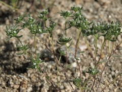 Redroot cryptantha (Eremocarya micrantha)
