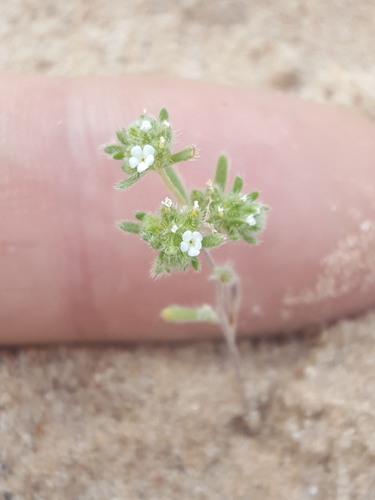 Redroot cryptantha (Eremocarya micrantha)