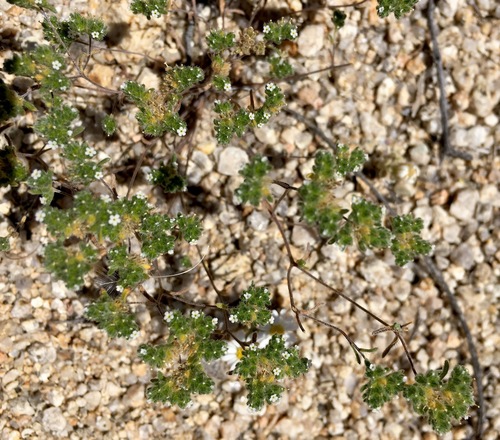 Redroot cryptantha (Eremocarya micrantha)
