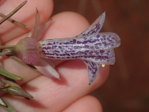 Spotted poverty bush (Eremophila abietina)