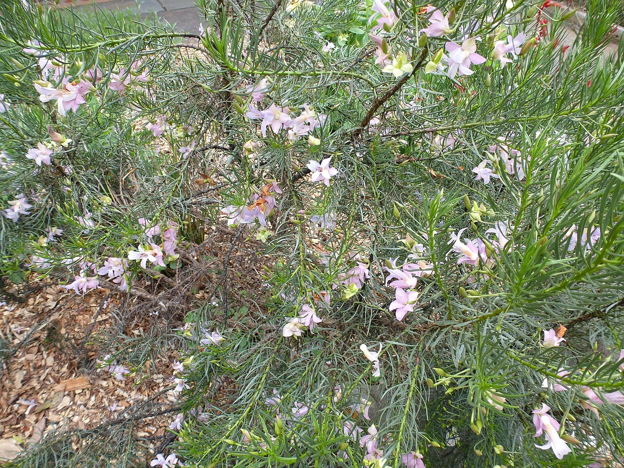 Spotted poverty bush: Eremophila abietina in Australian Botanic Garden Mount Annan